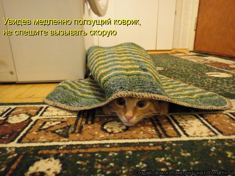 Котоматрица: Увидев медленно ползущий коврик, не спешите вызывать скорую