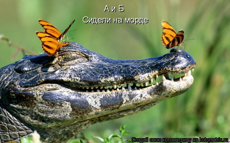 Котоматрица: А и Б  Сидели на морде