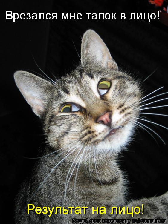 Котоматрица: Врезался мне тапок в лицо! Результат на лицо!