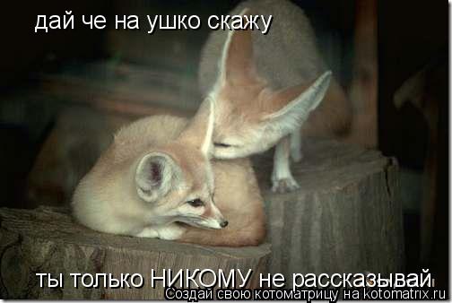 Котоматрица: дай че на ушко скажу ты только НИКОМУ не рассказывай