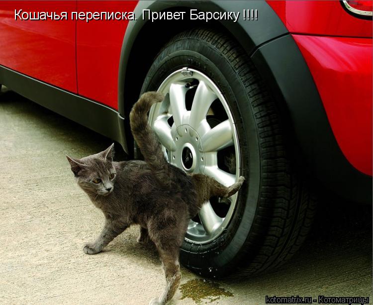 Котоматрица: Кошачья переписка. Привет Барсику !!!!