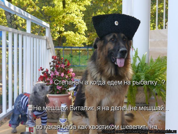 Котоматрица: во какая баба как хвостиком шевелит...на... Степаныч а когда едем на рыбалку...? Не мешшай Виталик ,я на деле...не мешшай...