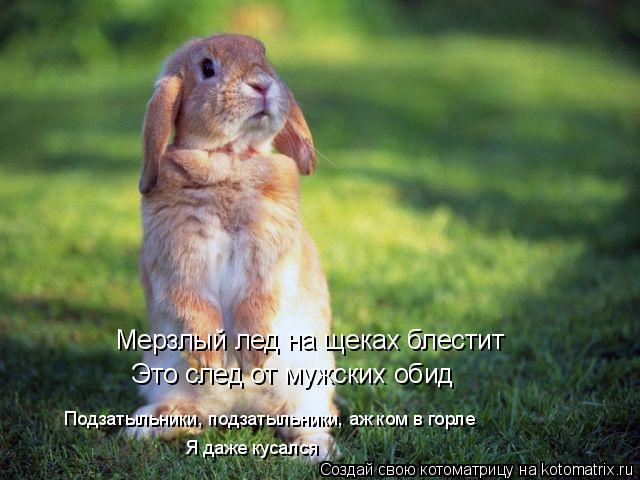 Котоматрица: Мерзлый лед на щеках блестит Это след от мужских обид Подзатыльники, подзатыльники, аж ком в горле Я даже кусался