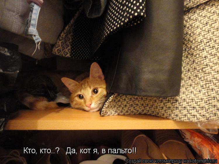 Котоматрица: Кто, кто..?   Да, кот я, в пальто!!