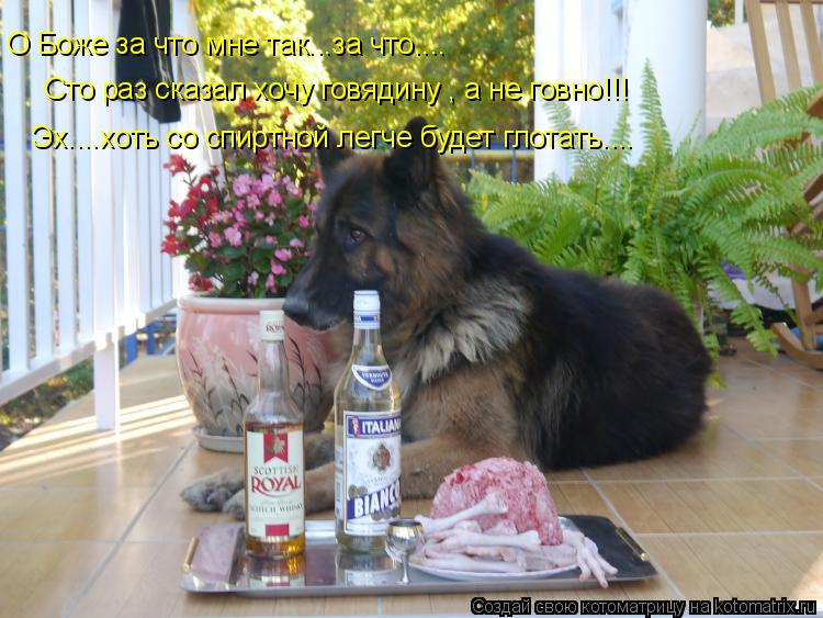 Котоматрица: О Боже за что мне так...за что.... Сто раз сказал хочу говядину , а не говно!!!  Эх....хоть со спиртной легче будет глотать....