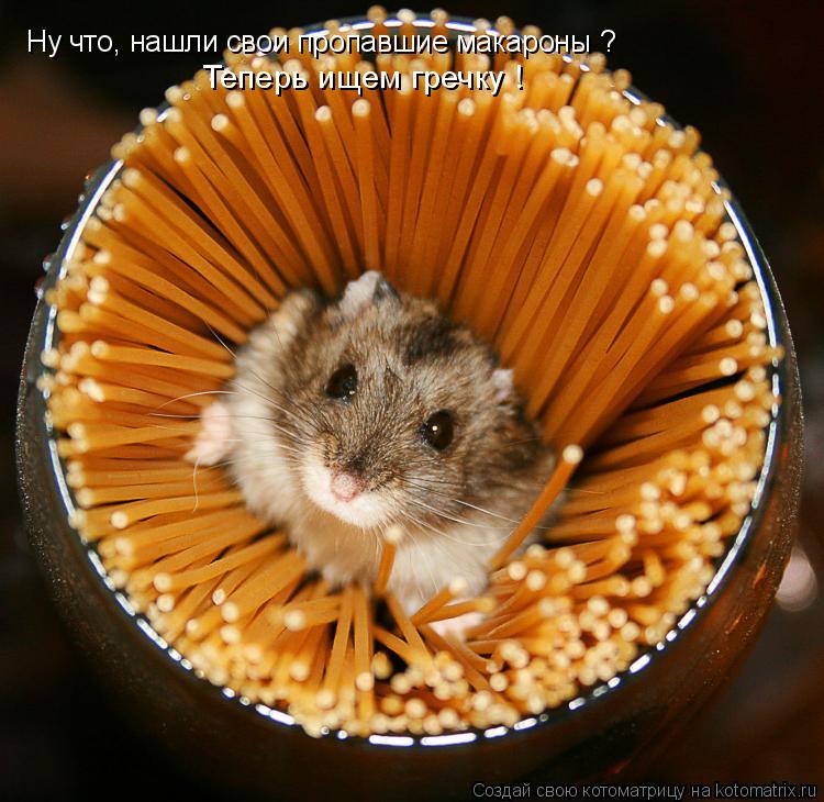 Котоматрица: Ну что, нашли свои пропавшие макароны ? Теперь ищем гречку !