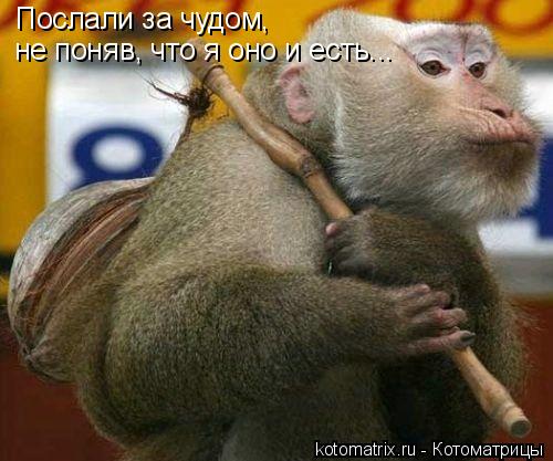 Котоматрица: Послали за чудом, не поняв, что я оно и есть...