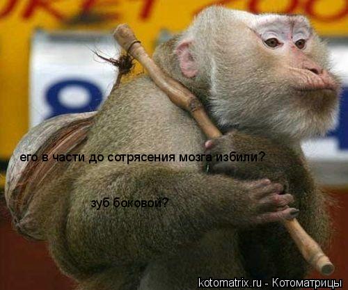 Котоматрица: его в части до сотрясения мозга избили? зуб боковой?