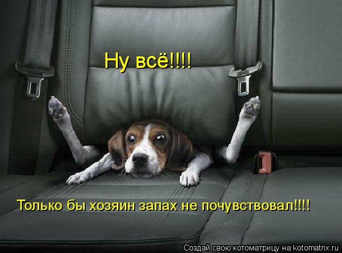 Ну всё!!!! Только бы хозяин запах не почувствовал!!!!... Котоматрица: Ну всё!!!! Только бы хозяин запах не почувствовал!!!!