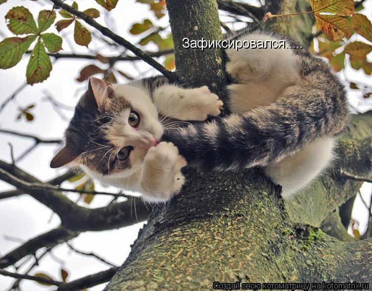 Зафиксировался........ Котоматрица: Зафиксировался.....