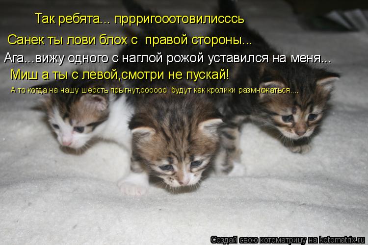 Так ребята... пррригооотовилисссь Санек ты лови блох с правой стороны... Ага...вижу одного с наглой ... Котоматрица: Так ребята... пррригооотовилисссь Санек ты лови блох с правой стороны... Ага...вижу одного с наглой рожой уставился на меня... Миш а ты с левой,