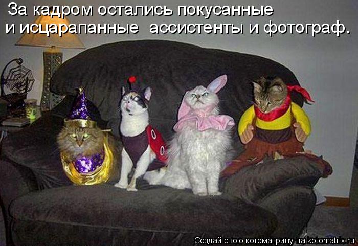За кадром остались покусанные и исцарапанные ассистенты и фотограф.... Котоматрица: За кадром остались покусанные и исцарапанные ассистенты и фотограф.