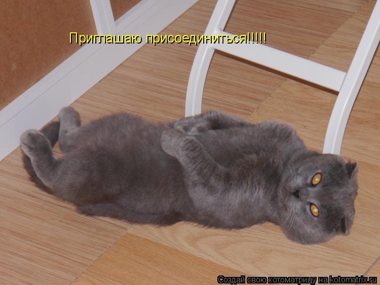 Приглашаю присоединиться!!!!!... Котоматрица: Приглашаю присоединиться!!!!!