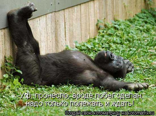 -Уф, пронесло, вроде побег сделан, надо только полежать и ждать!... Котоматрица: -Уф, пронесло, вроде побег сделан, надо только полежать и ждать!