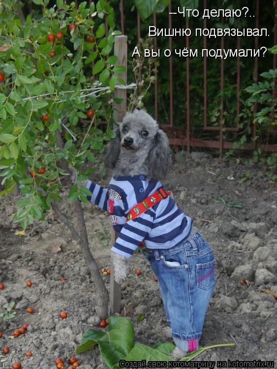 Котоматрица: --Что делаю?.. Вишню подвязывал. А вы о чём подумали?