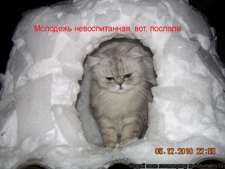 Молодежь невоспитанная, вот, послали... Котоматрица: Молодежь невоспитанная, вот, послали