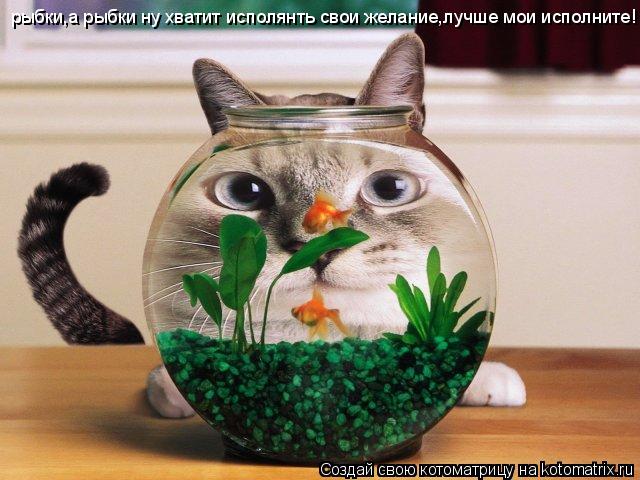 рыбки,а рыбки ну хватит исполянть свои желание,лучше мои исполните!... Котоматрица: рыбки,а рыбки ну хватит исполянть свои желание,лучше мои исполните!