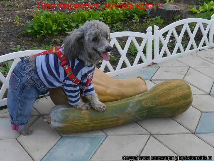 Пора запрягаться, золушка ждет!!!!... Котоматрица: Пора запрягаться, золушка ждет!!!!