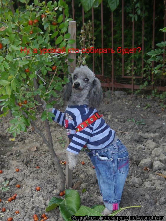 Котоматрица: Ну, а урожай кто собирать будет?
