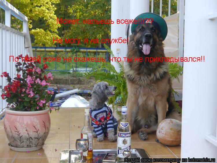 Котоматрица: Может, нальешь всеже!!!?? Не могу, я на службе! По твоей роже не скажешь, что ты не прикладывался!!
