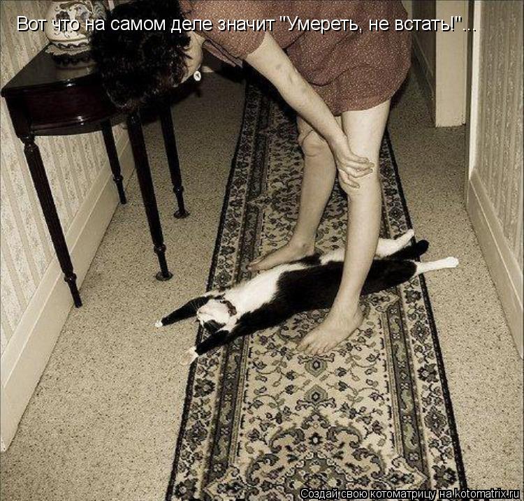 Котоматрица: Вот что на самом деле значит "Умереть, не встать!"...