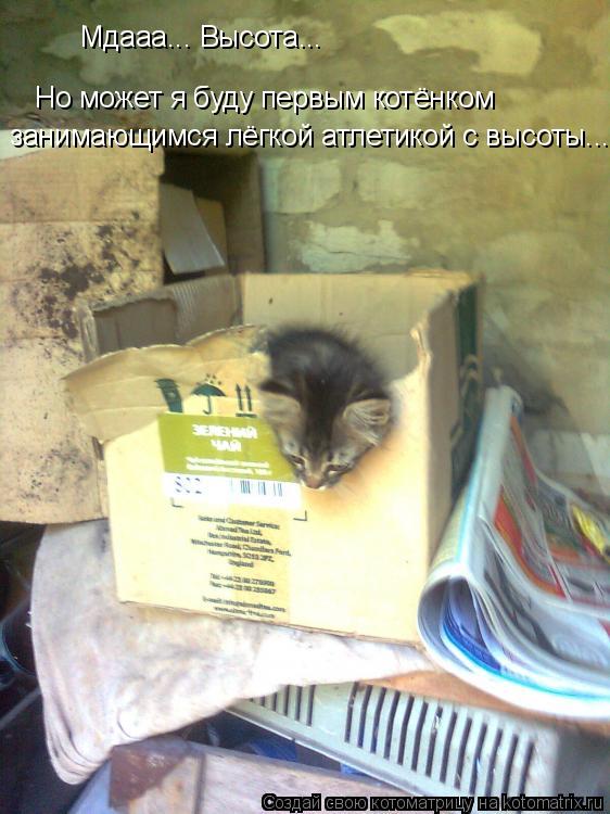 Котоматрица: Мдааа... Высота... Но может я буду первым котёнком  занимающимся лёгкой атлетикой с высоты...