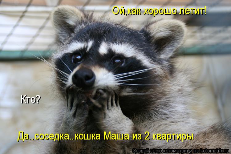 Котоматрица: Ой,как хорошо летит! Кто? Да..соседка..кошка Маша из 2 квартиры