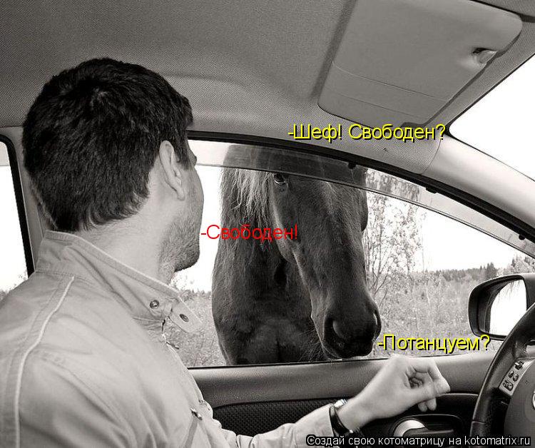 Котоматрица: -Свободен! -Потанцуем? -Шеф! Свободен?