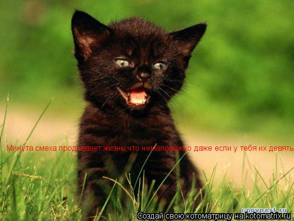 Котоматрица: Минута смеха продлевает жизнь,что немаловажно даже если у тебя их девять...