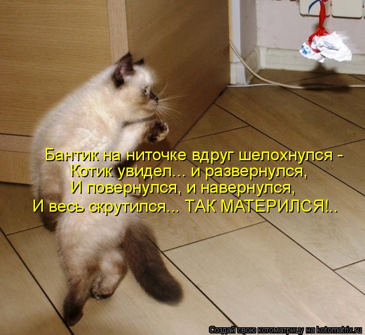 Бантик на ниточке вдруг шелохнулся - Котик увидел... и развернулся, И повернулся, и навернулся, И ве... Котоматрица: Бантик на ниточке вдруг шелохнулся - Котик увидел... и развернулся, И повернулся, и навернулся, И весь скрутился... ТАК МАТЕРИЛСЯ!..