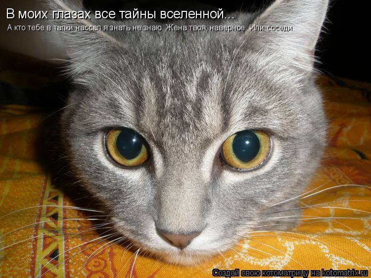 В моих глазах все тайны вселенной... А кто тебе в тапки нассал я знать не знаю. Жена твоя, наверное. ... Котоматрица: В моих глазах все тайны вселенной... А кто тебе в тапки нассал я знать не знаю. Жена твоя, наверное. Или соседи.