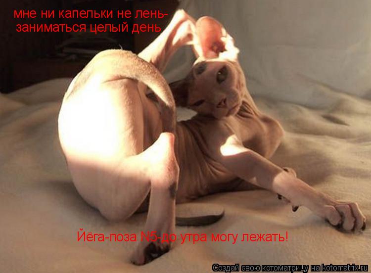 мне ни капельки не лень- заниматься целый день Йёга-поза N5-до утра могу лежать!... Котоматрица: мне ни капельки не лень- заниматься целый день Йёга-поза N5-до утра могу лежать!
