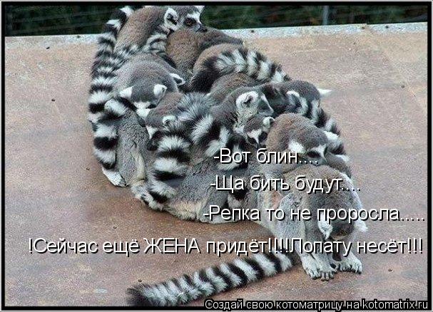 -Вот блин.... -Ща бить будут.... -Репка то не проросла..... !Сейчас ещё ЖЕНА придёт!!!!Лопату несёт!!... Котоматрица: -Вот блин.... -Ща бить будут.... -Репка то не проросла..... !Сейчас ещё ЖЕНА придёт!!!!Лопату несёт!!!