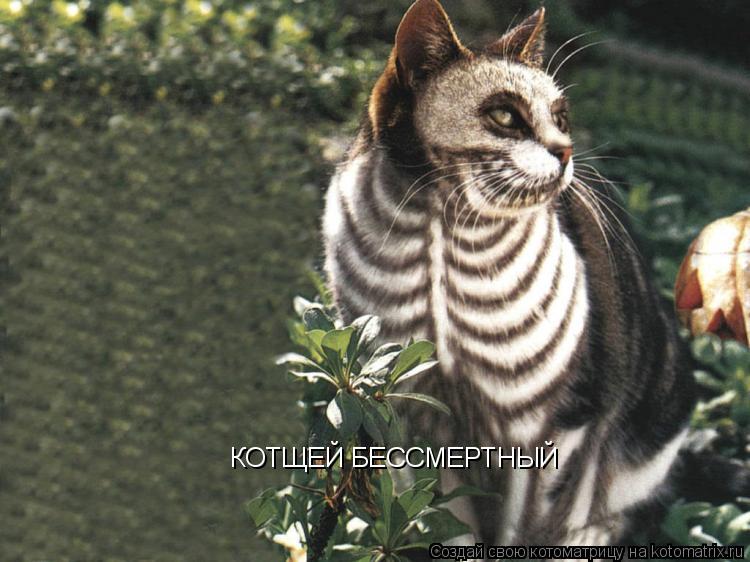КОТЩЕЙ БЕССМЕРТНЫЙ... Котоматрица: КОТЩЕЙ БЕССМЕРТНЫЙ