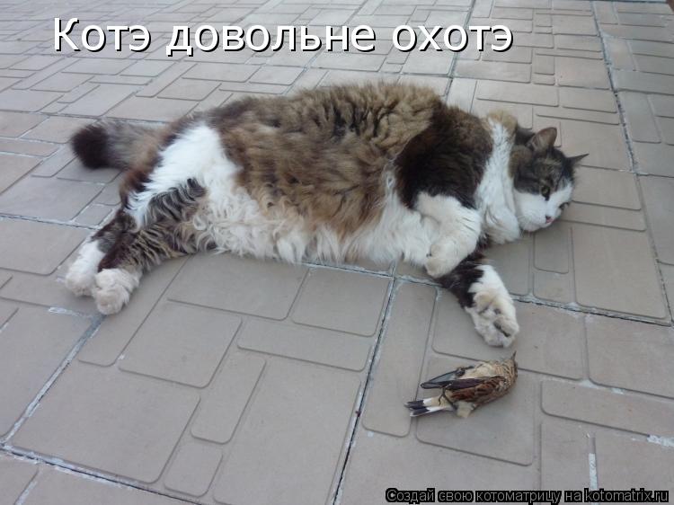 Котэ довольнэ охотэ Котэ довольне охотэ... Котоматрица: Котэ довольнэ охотэ Котэ довольне охотэ