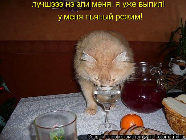 лучшэээ нэ зли меня! я уже выпил! у меня пьяный режим!... Котоматрица: лучшэээ нэ зли меня! я уже выпил! у меня пьяный режим!