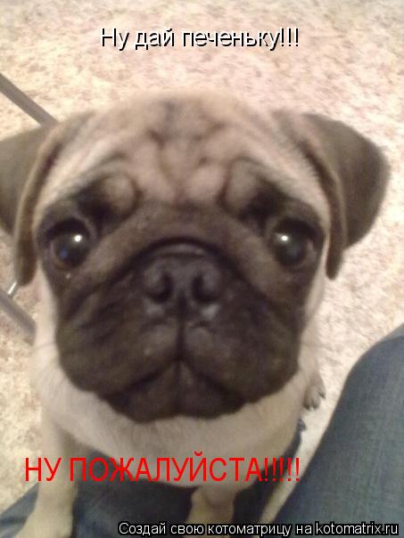 Ну дай печеньку!!! НУ ПОЖАЛУЙСТА!!!!!... Котоматрица: Ну дай печеньку!!! НУ ПОЖАЛУЙСТА!!!!!