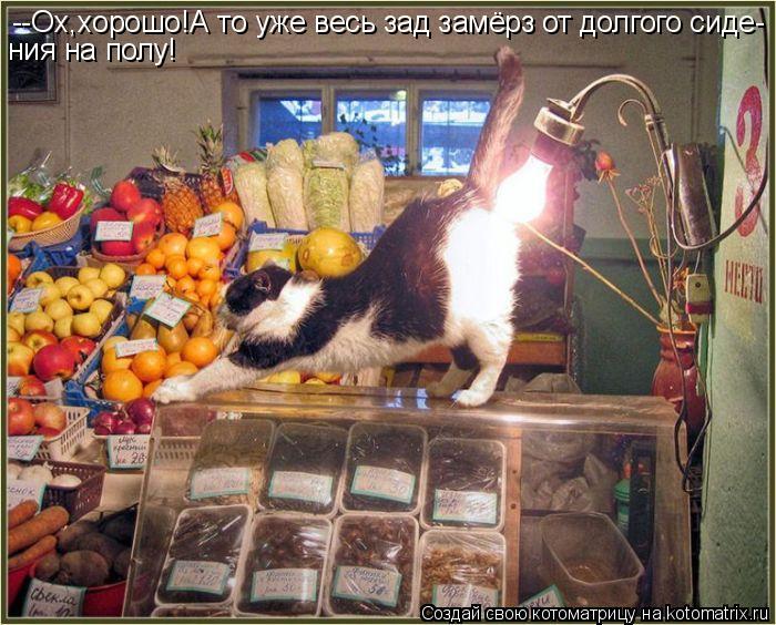 --Ох,хорошо!А то уже весь зад замёрз от долгого сиде- ния на полу!... Котоматрица: --Ох,хорошо!А то уже весь зад замёрз от долгого сиде- ния на полу!