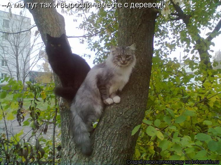 --А мы тут так и выросли--вместе с деревом!... Котоматрица: --А мы тут так и выросли--вместе с деревом!