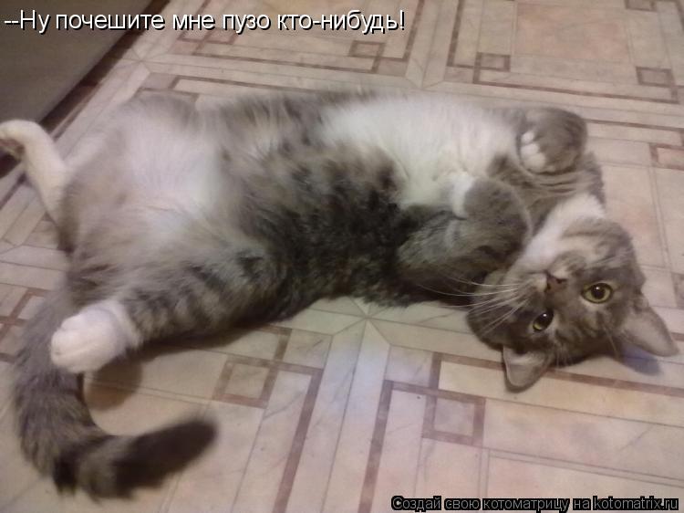 --Ну почешите мне пузо кто-нибудь!... Котоматрица: --Ну почешите мне пузо кто-нибудь!