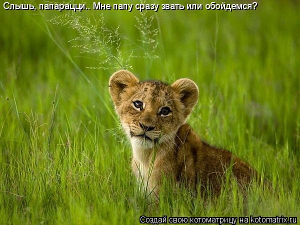 Слышь, папарацци.. Мне папу сразу звать или обойдемся?... Котоматрица: Слышь, папарацци.. Мне папу сразу звать или обойдемся?