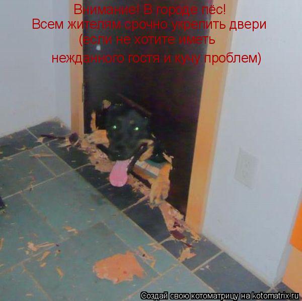 Внимание! В городе пёс! Всем жителям срочно укрепить двери (если не хотите иметь нежданного гостя и ... Котоматрица: Внимание! В городе пёс! Всем жителям срочно укрепить двери (если не хотите иметь нежданного гостя и кучу проблем)
