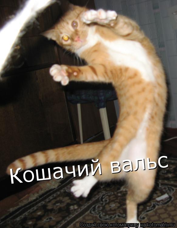 Кошачий вальс... Котоматрица: Кошачий вальс