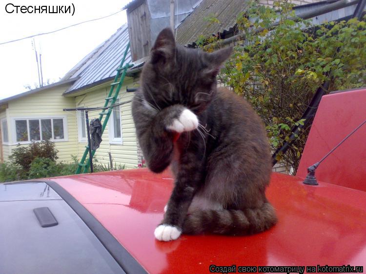 Стесняшки)... Котоматрица: Стесняшки)