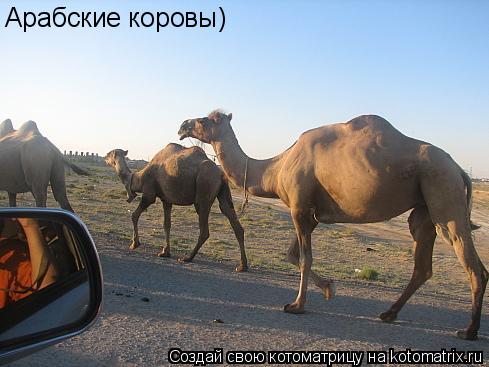 Арабские коровы)... Котоматрица: Арабские коровы)