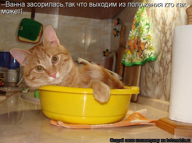 Котоматрица: --Ванна засорилась,так что выходим из положения кто как может!