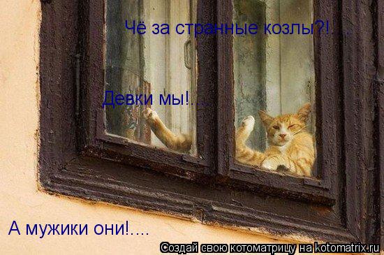Котоматрица: А мужики они!.... Чё за странные козлы?!.... Девки мы!....