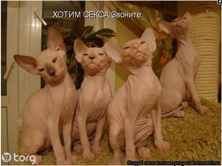 ХОТИМ СЕКСА.Звоните... Котоматрица: ХОТИМ СЕКСА.Звоните