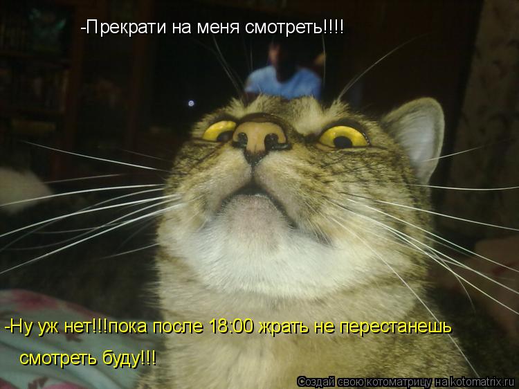 Котоматрица: -Прекрати на меня смотреть!!!! -Ну уж нет!!!пока после 18:00 жрать не перестанешь   смотреть буду!!!