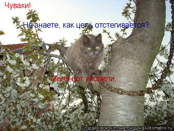 Котоматрица: Чуваки! Не знаете, как цепь отстегивается? Меня вот уволили...